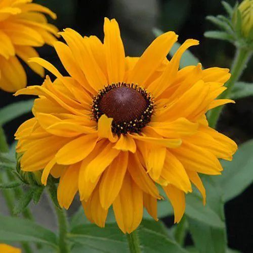 Sítio da Mata - FLORES ORNAMENTAIS Rudbeckia AMARELA HIRTA SORTIDA (Rudbeckia hirta)