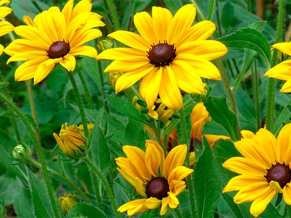 FLORES ORNAMENTAIS Rudbeckia MARGARIDA AMARELA (Rudbeckia hirta)