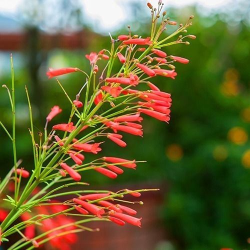 Russelia Vermelha (Russelia equisetiformis) 