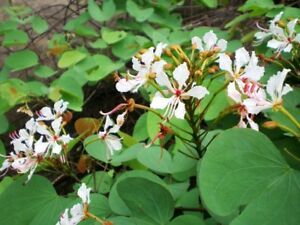 BAUHINIA TREPADEIRA ROSA (Bauhinia scandens)