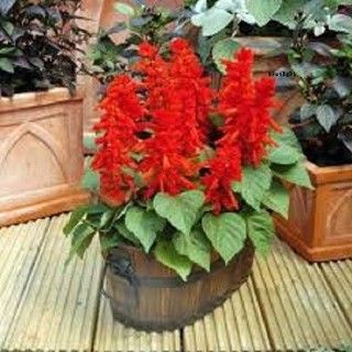 Sítio da Mata - FLORES ORNAMENTAIS Sálvia Alta FLOR-DE-CARDEAL (Salvia splendens)