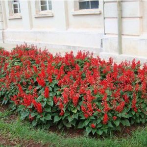 FLORES ORNAMENTAIS Sálvia Anã FLOR-DE-CARDEAL (Salvia splendens)