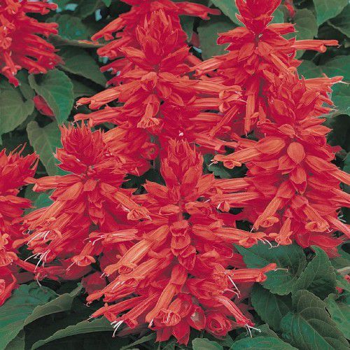 Sítio da Mata - FLORES ORNAMENTAIS Sálvia CARABINIERI (Salvia splendens)