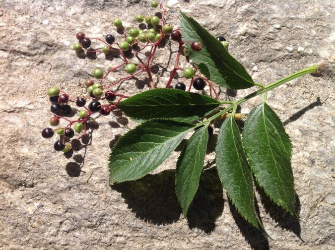 Sabugueiro (Sambucus nigra)