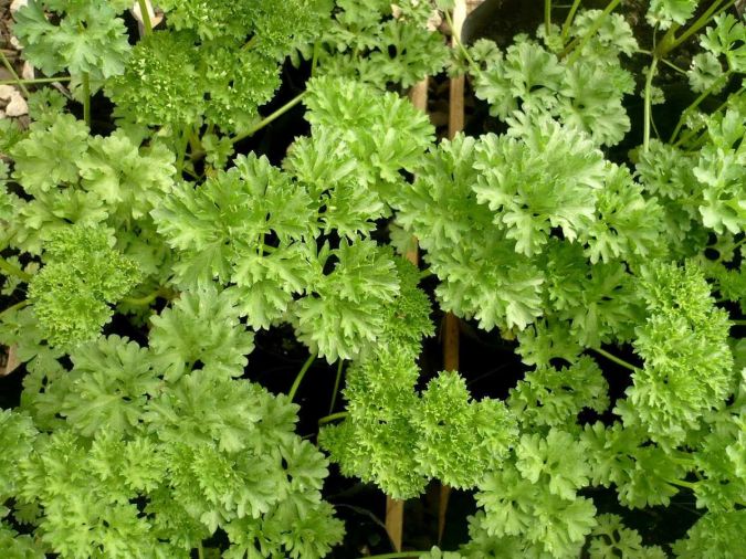 Sítio da Mata - Salsa Crespa (Petroselinum crispum)