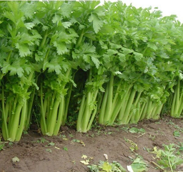 Sítio da Mata - Salsao (Apium graveolens)