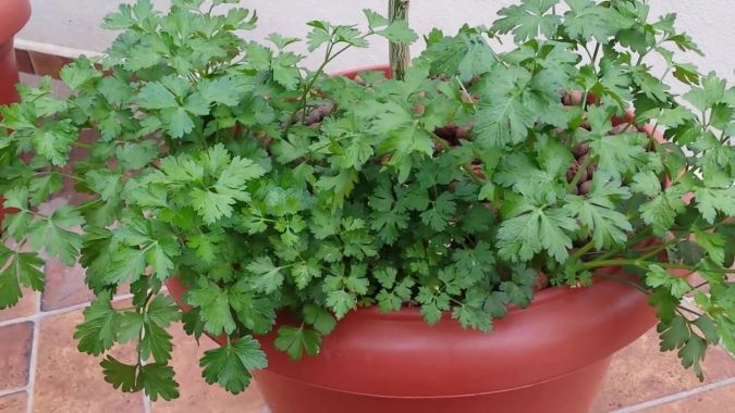 Sítio da Mata - Salsinha (Petroselinum crispum) 