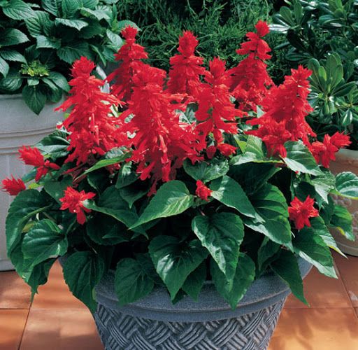 SALVIA VERMELHA (Salvia splendens) 