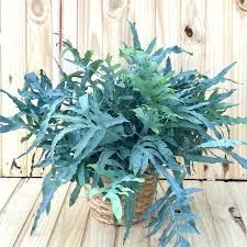 SAMAMBAIA MANTO AZUL (Polypodium aureum)