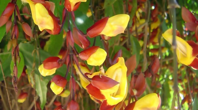 Sapatinho de Judia (Thunbergia mysorensis)