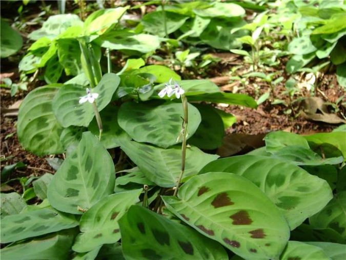  BARRIGA DE SAPO (Maranta leuconeura var Kerchoveana)