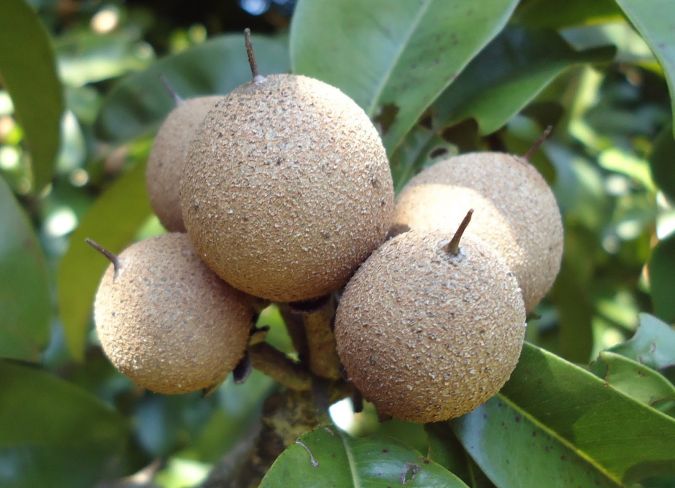 Sapoti (Manikara Zapota)