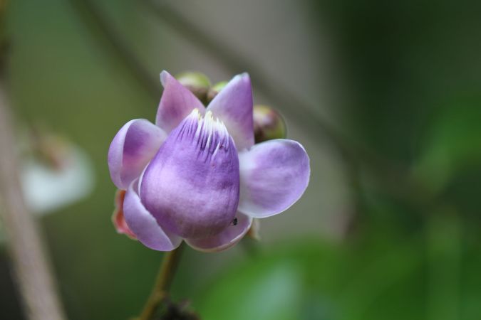 SAPUCAIA MIRIM (Lecythis lanceolata )