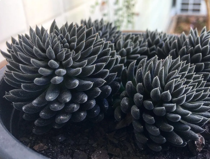 Ouriço (Sinocrassula yunnanesis)