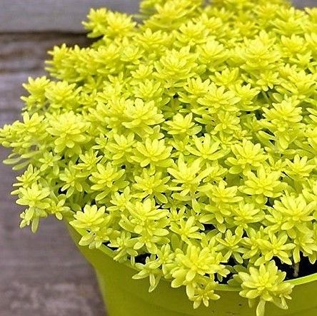 Sítio da Mata - Sedum dourado ( Sedum adolphi )