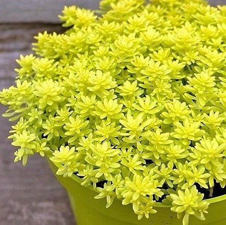 Sedum dourado ( Sedum adolphi )