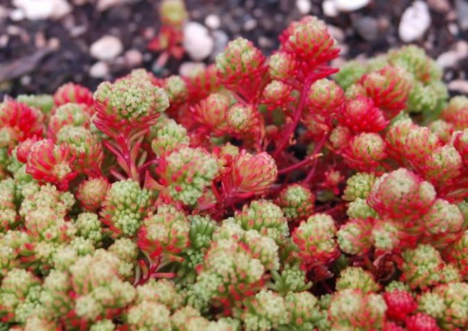 Sedum lydium