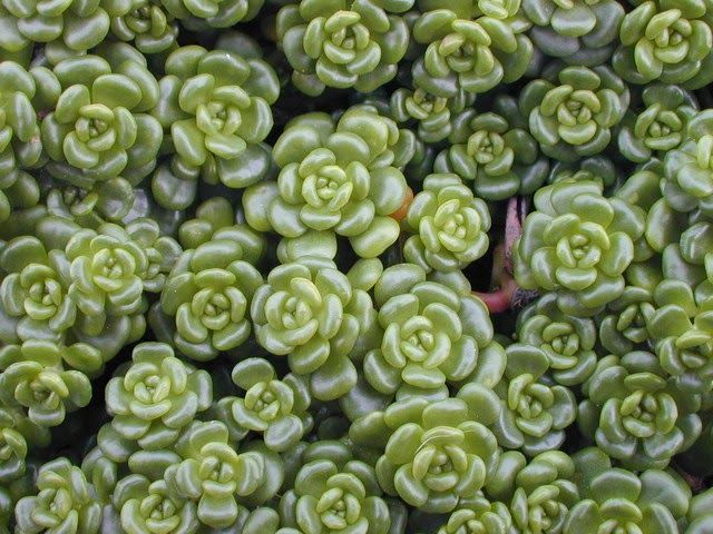 Sedum oreganum (sob encomenda) 