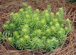 SEDUM RUPESTRE ANGELINA (Petrosedum rupestre Angelina)