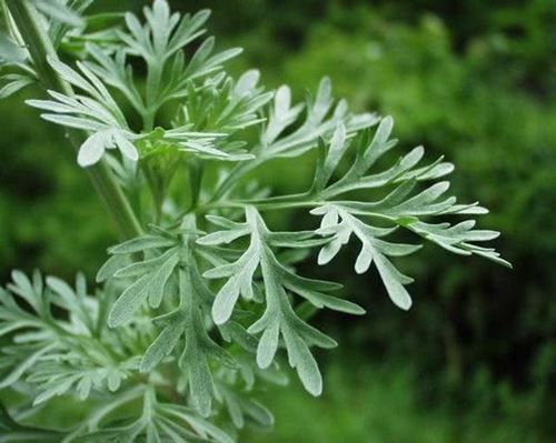  ESTRAGAO RUSSO ARTEMISIA (Artemisia camphorata) 