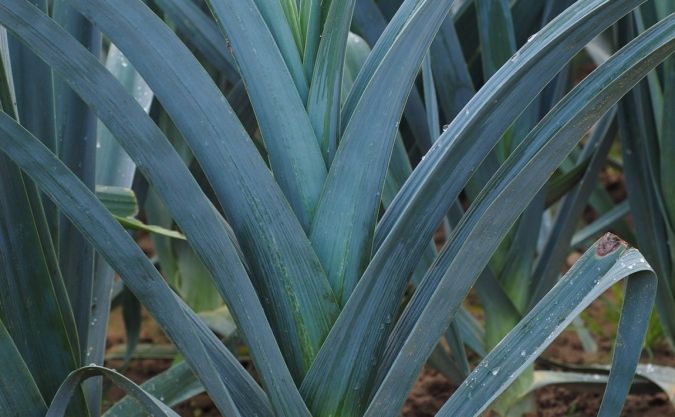 ALHO PORO DE CARRENTAN (Allium porrum)