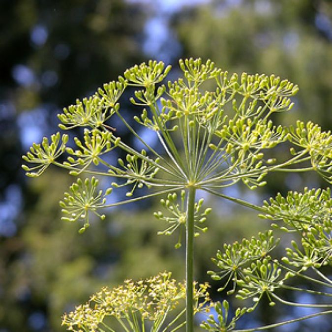 ANETO ENDRO (Anethum graveolens) 