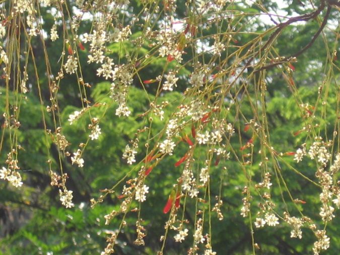 ANGELIM ( Sweetia fruticosa)