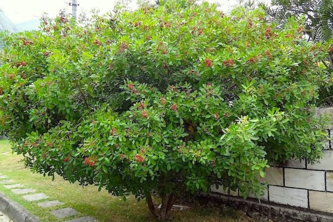 AROEIRA PIMENTEIRA (Schinus terebinthifolia)