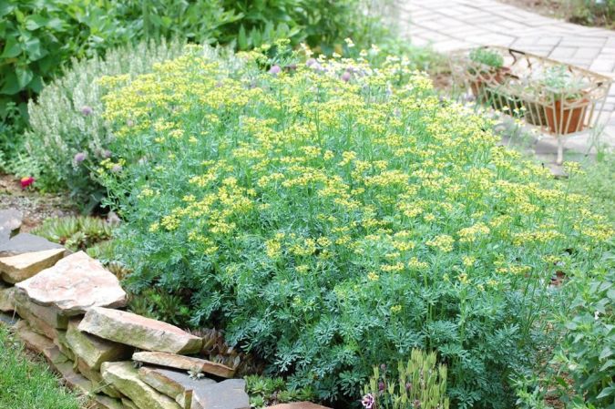  ARRUDA RUTA DE CHEIRO FORTE (Ruta graveolens) 