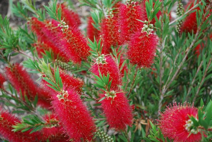 Sítio da Mata - CALISTEMON VIMINALIS ( Callistemon spp)