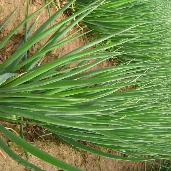 CEBOLINHA DE TEMPERO TODO ANO (Allium fistulosum) 