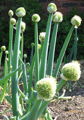  CEBOLINHA VERDE ( Allium fistulosum)