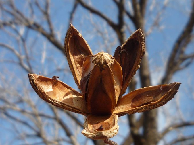 CEDRO ROSA (Cedrela fissilis )