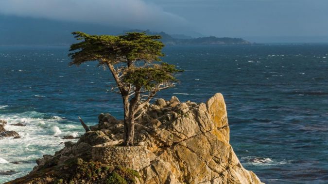 CIPRESTE CALIFORNIA ( Cupressus macrocarpa) 