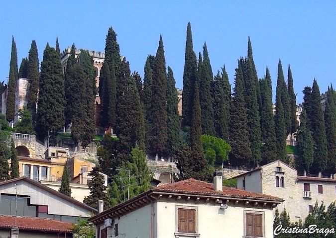 CIPRESTE ITALIANO (Cupressus sempervirens)