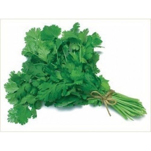 Sítio da Mata - COENTRO VERDAO ORGANICO (Coriandrum sativum) 