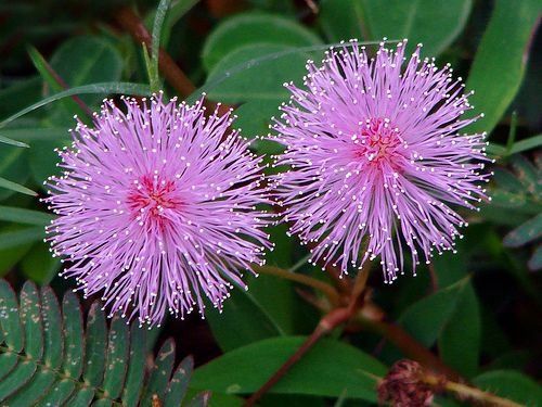 DORMIDEIRA (Mimosa pudica)