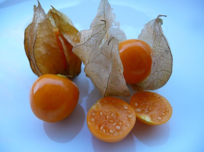 FISALIS (Physalis angulata)