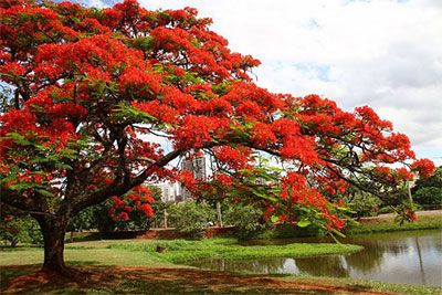  FLAMBOYANT VERMELHO ( Delonix regia) 