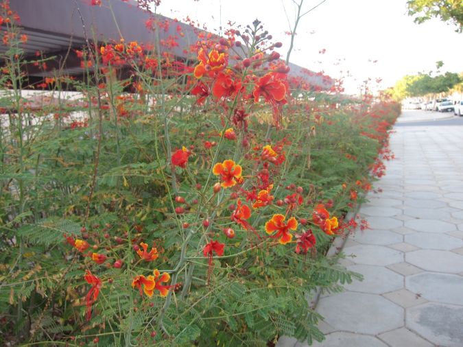  FLAMBOYANZINHO (Caesalpinia pulcherrima) 