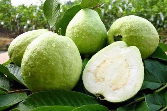 GOIABA BRANCA ( Psidium guajava)