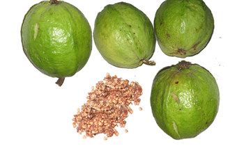 GOIABA VERMELHA (Psidium guajava)