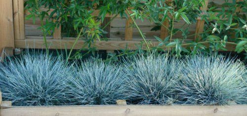 GRAMA AZUL ( Festuca glauca)