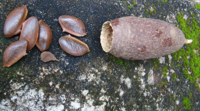 JEQUITIBA VERMELHO ( Cariniana legalis)