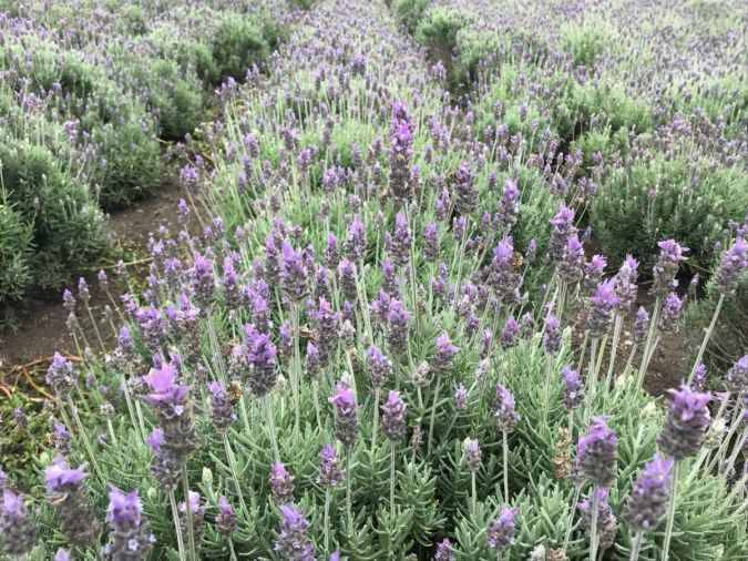 LAVANDA ALFAZEMA VERDADEIRA ( Lavandula sp)