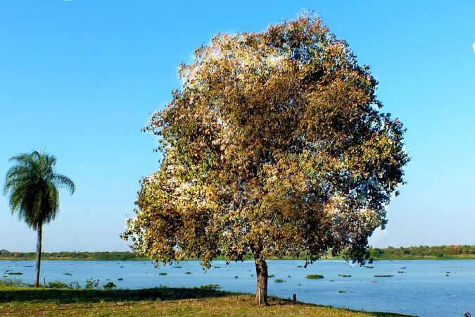 Sítio da Mata - LOURO PARDO ( Cordia trichotoma)