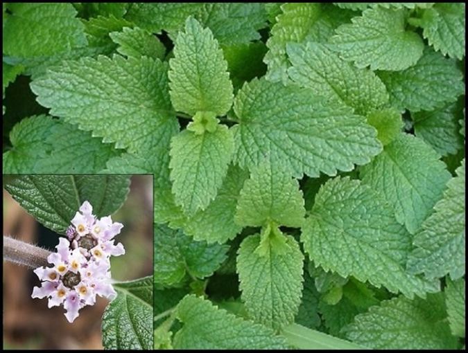 MELISSA ERVA CIDREIRA (Melissa officinalis L) 