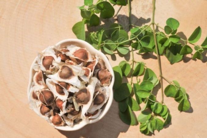 Sítio da Mata - MORINGA (Moringa oleiofera )