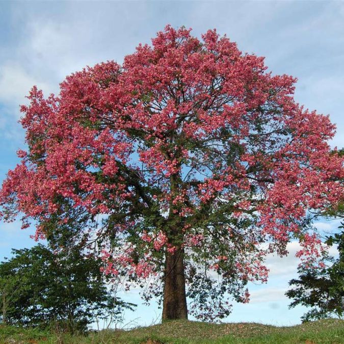 Sítio da Mata - PAINEIRA ROSA ( Ceiba speciosa ) 
