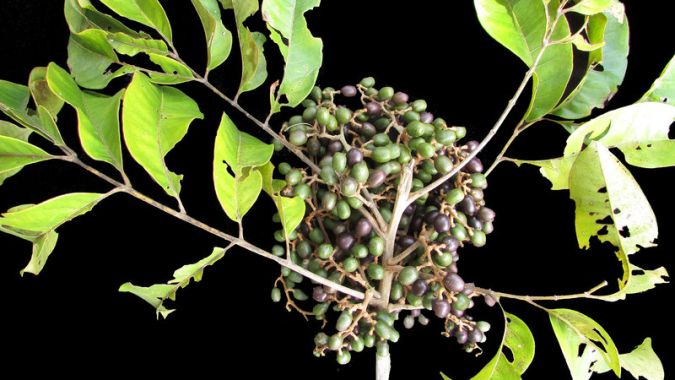  PEITO DE POMBO (Tapirira guianensis)